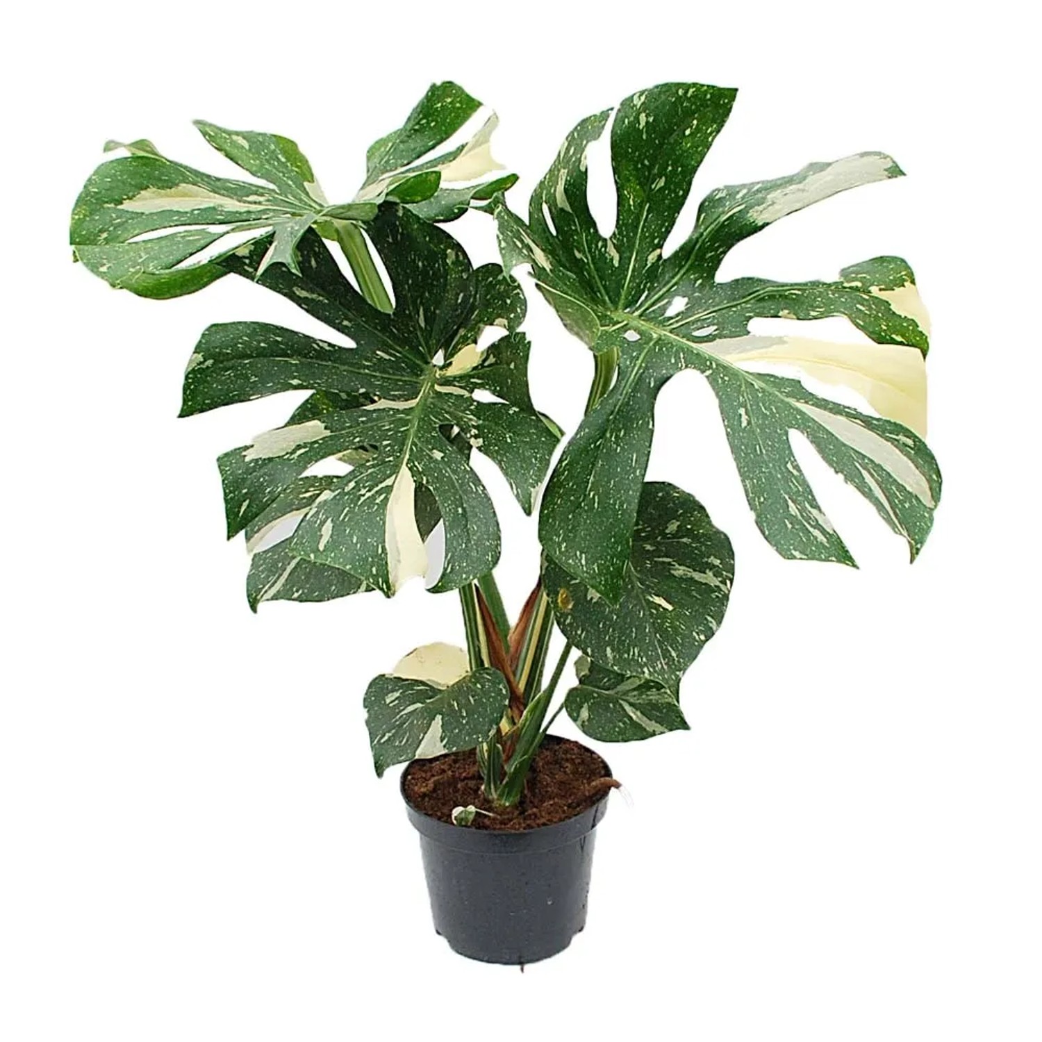 Monstera Thai Constellation - don. 19 cm
