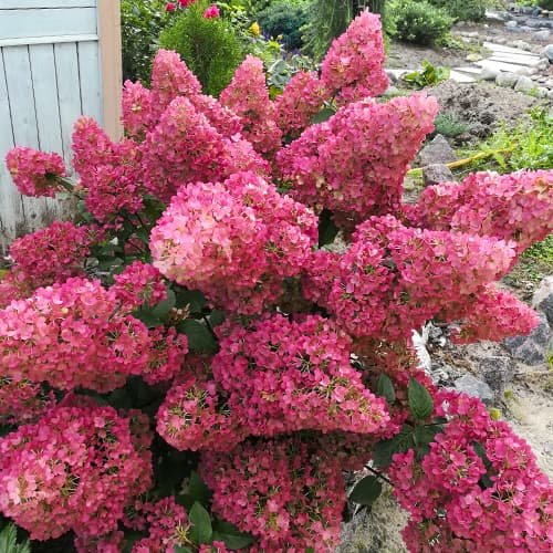 1 buc, Hortensia paniculată Sunday Fraise, P9 - Răsaduri: Mod de ambalare: 1 buc