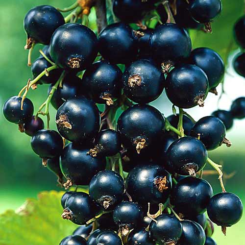 1 buc, Coacăz negru Black Pearl - Puieți: Mod de ambalare: 1 buc