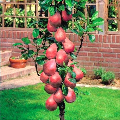 1 buc, Mini-Păr Garden Red - : Mod de ambalare: 1 buc