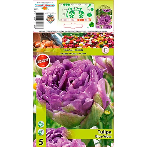 5 cib, Tulipán Blue Wow - : Monžstvo balíkov: 5 cib