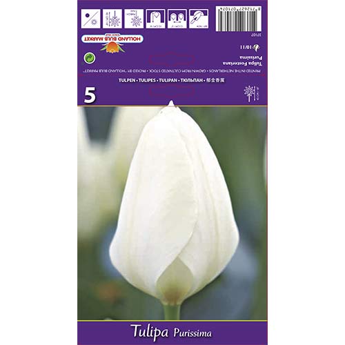 5 db, Tulipán Purissima - Hagymák: Mod de ambalare: 5 db