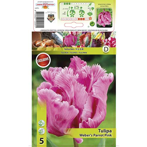 5 db, Tulipán Weber's Parrot Pink - Hagymák: Mod de ambalare: 5 db