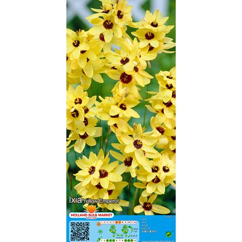 10 Stück, Iksia Yellow Emperor - Blumenzwiebeln: Ilość w opakowaniu: 10 Stück
