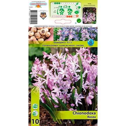 Chionodoxa Rosea - Bulbos: Ilość w opakowaniu: 10 bulbe