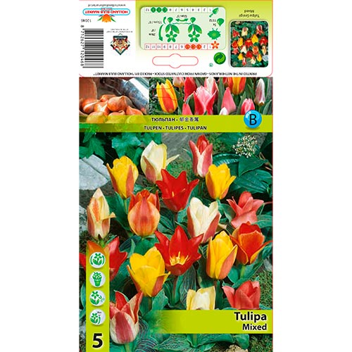 Tulipe Greigii Mixed - Bulbos: Ilość w opakowaniu: 5 bulbos