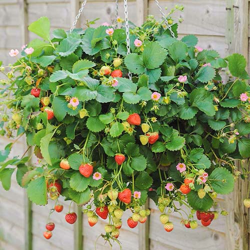 Fresa Ampelnaya - Plántulas: Ilość w opakowaniu: 5 plantas