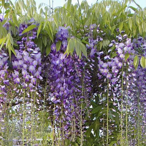 Glicina (Wisteria) Sueño Azul, С2 - Plántulas: Ilość w opakowaniu: 1 none