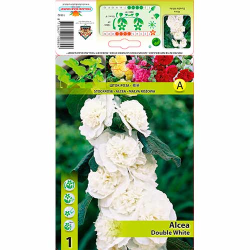 1 db, Mályvarózsa (Alcea) Double White - Évelő: Mod de ambalare: 1 db