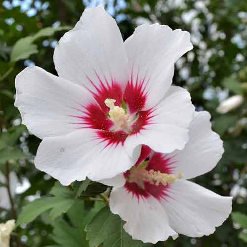 1 sadz, Hibiskus (Ketmia syryjska) Shintaeyang - Sadzonki: Ilość w opakowaniu: 1 sadz