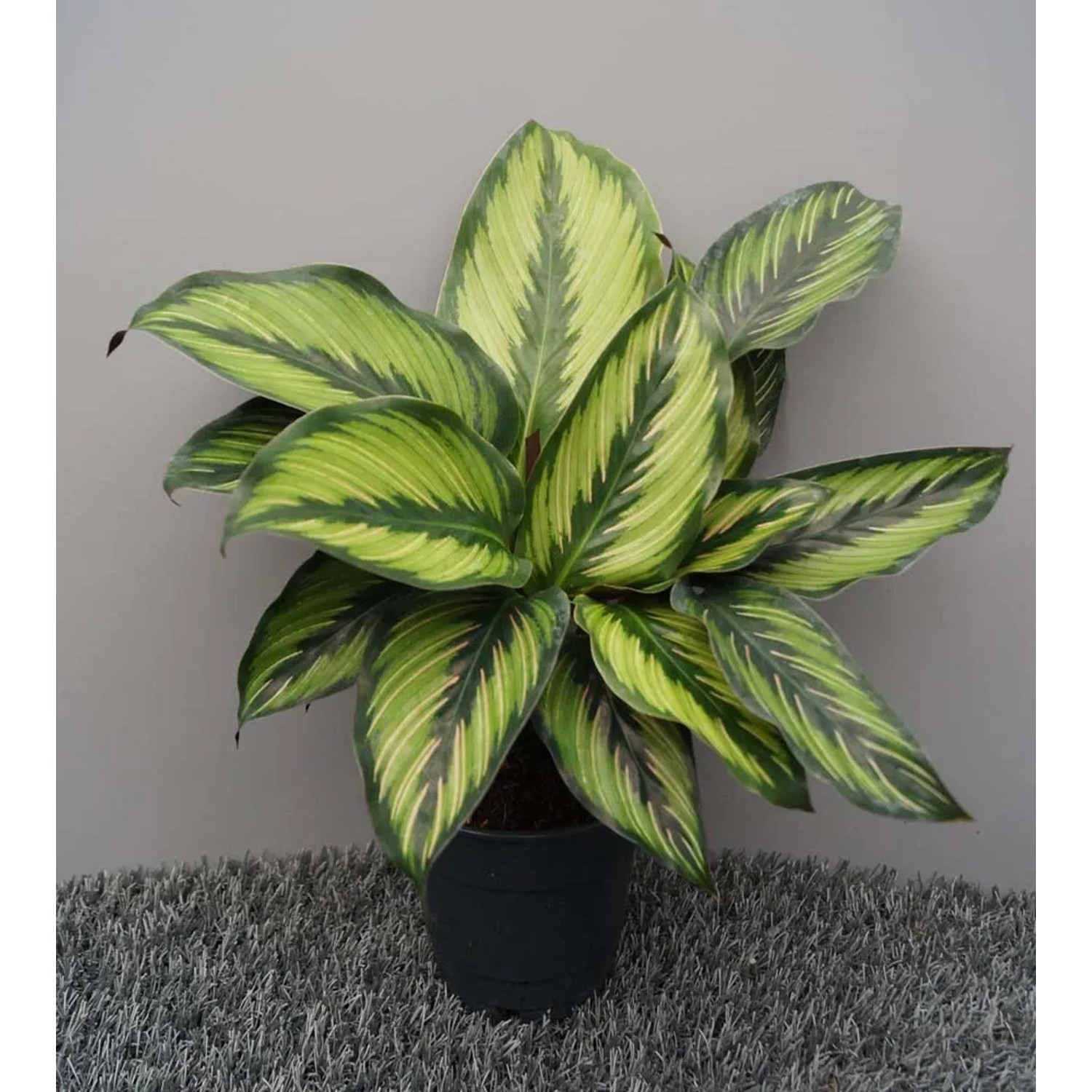 Kalatea (Calathea) Pin stripe don. 12 cm