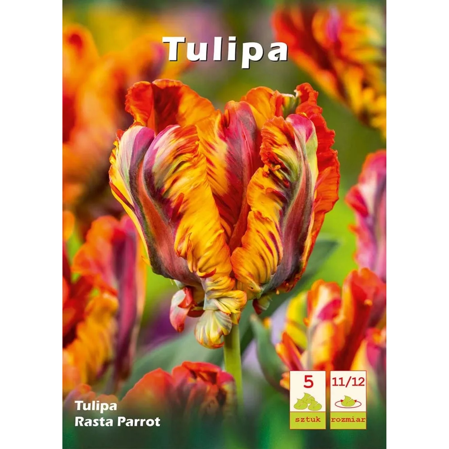 Tulipan (Tulipa) Rasta Parrot - 5 szt.