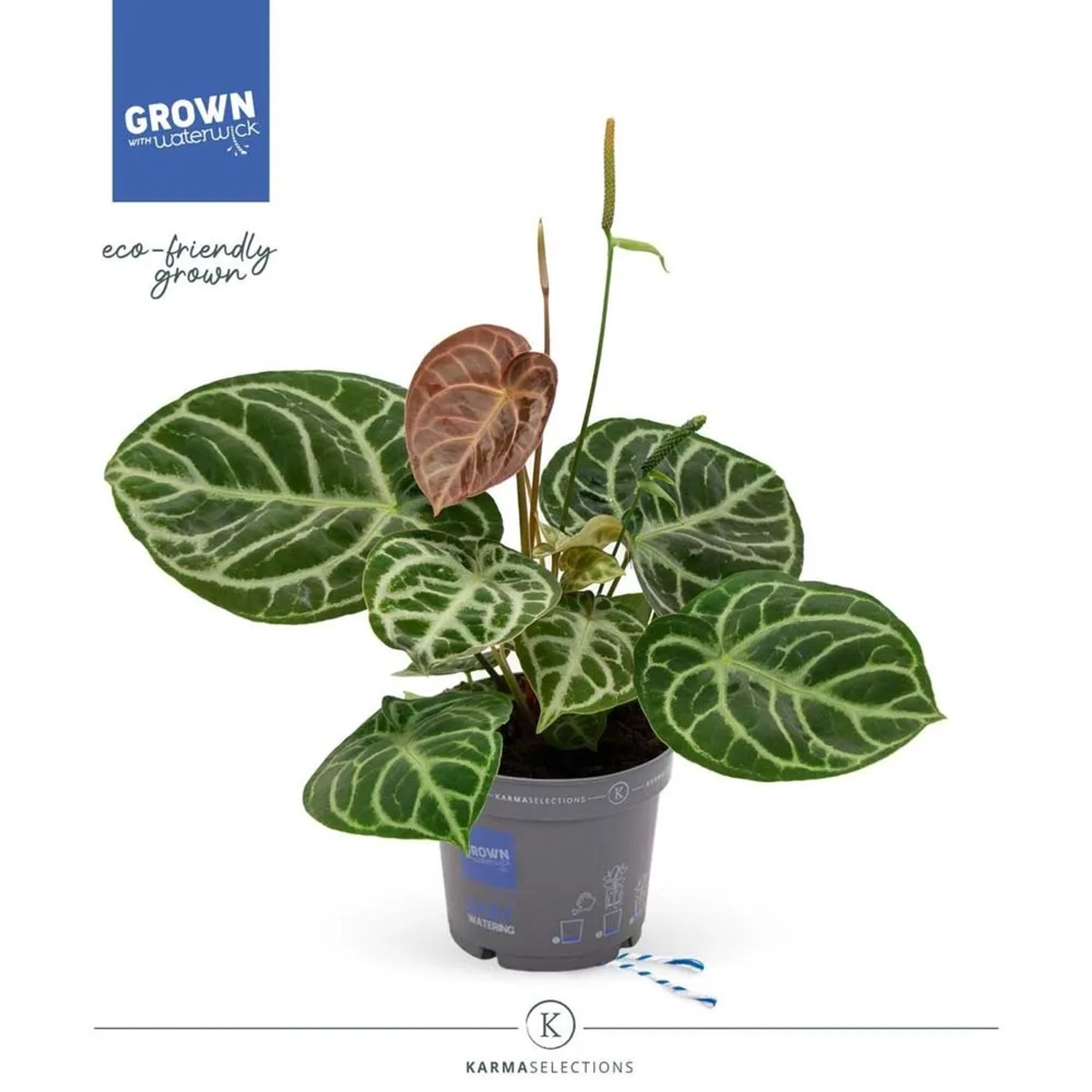 Anturium (Anthurium) Crystallinum compact - don. 17 cm