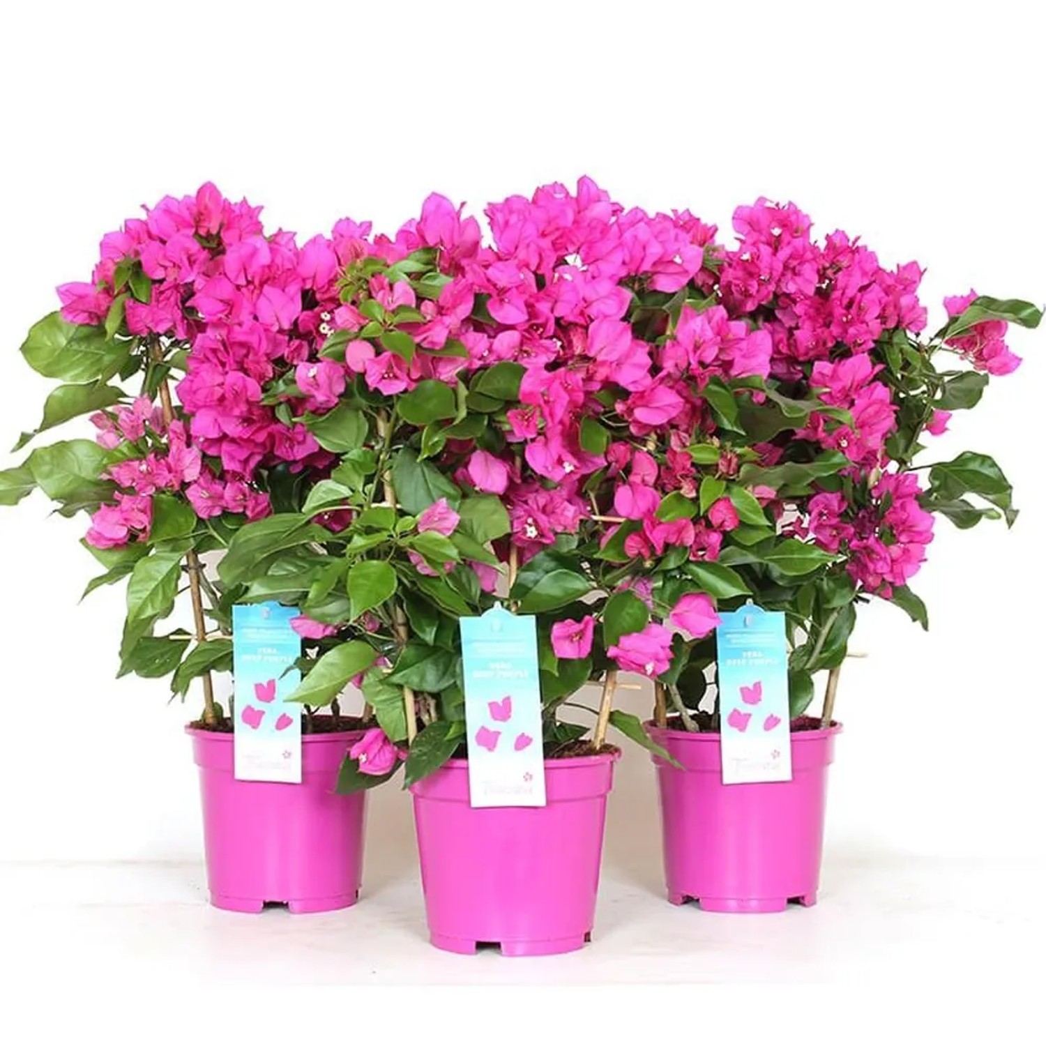 Bougainvillea Vera rack wys. 50-55cm don. 17cm
