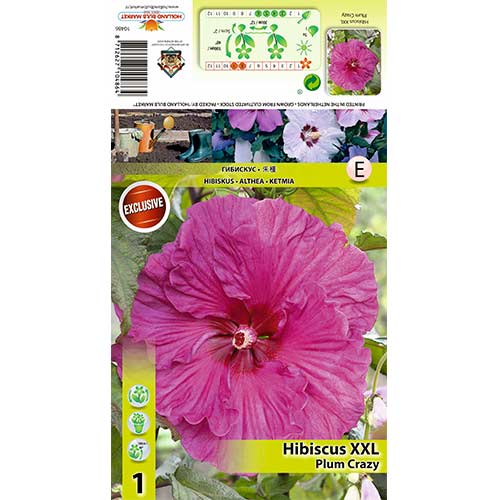1 buc, Hibiscus Plum Crazy - Răsaduri: Mod de ambalare: 1 buc