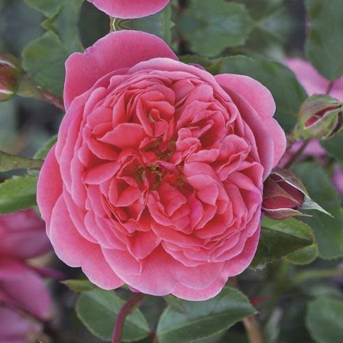 1 buc, Trandafir floribunda Raspberry , С3 - Răsaduri: Mod de ambalare: 1 buc