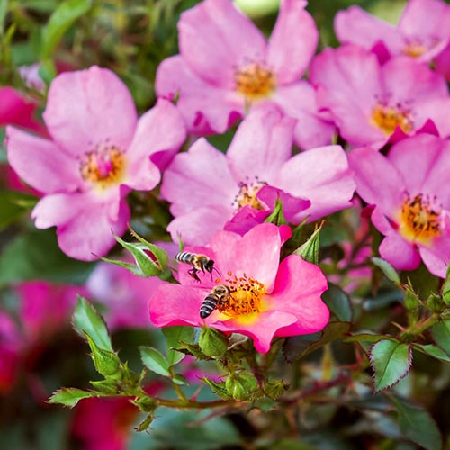 1 saz, Růže floribunda Mella Barbie - : Monžstvo balíkov: 1 saz