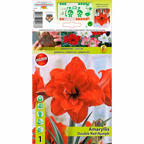 1 cib, Amarylka Red Nymph - : Monžstvo balíkov: 1 cib