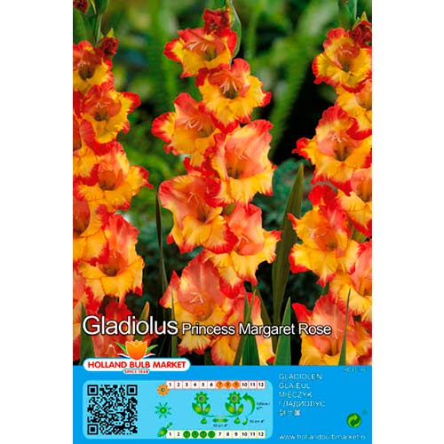 2 cib, Mečík Princess Margaret Rose 1 - : Monžstvo balíkov: 2 cib