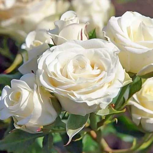 Ruža floribunda Schneewittchen , C3 - : Monžstvo balíkov: 1 sad