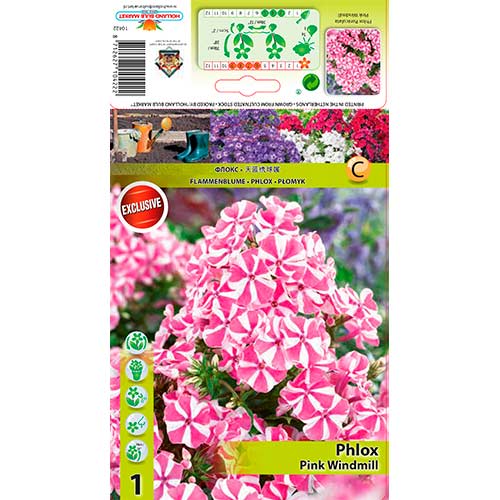 Flox metlinatý Pink Windmill - : Monžstvo balíkov: 1 kus