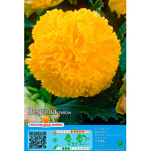 2 db, Szekfűvirágú begónia Yellow - Évelő: Mod de ambalare: 2 db