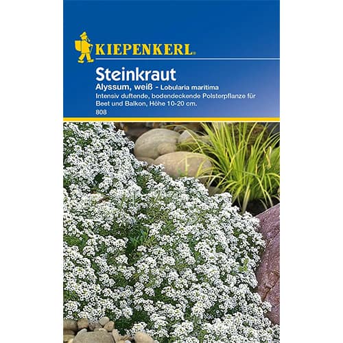 1 szt, Steinkraut Alyssum weiß - Samen: Ilość w opakowaniu: 1 Stück