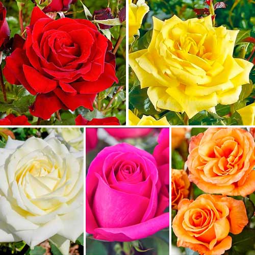 Tolles Angebot! Set großblütiger Rosen Classic Mix, Setzlinge 5er Set - Setzlinge: Ilość w opakowaniu: 5 Pflanze(n)