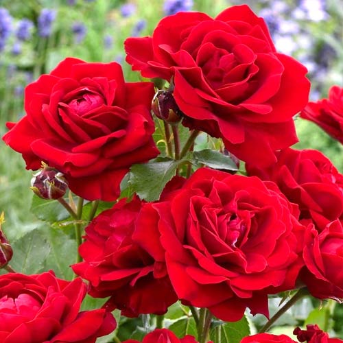 Rosa floribunda Nina, root ball - Plântulas: Ilość w opakowaniu: 1 plant