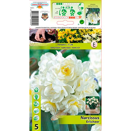 Narcissus Erlicheer - Bulbos: Ilość w opakowaniu: 5 bulbe
