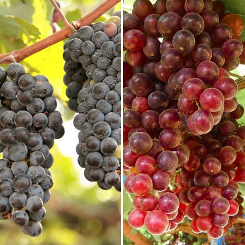 Conjunto de vides de uva de vino rosada, 2 plantas - Plántulas: Ilość w opakowaniu: 2 plantas