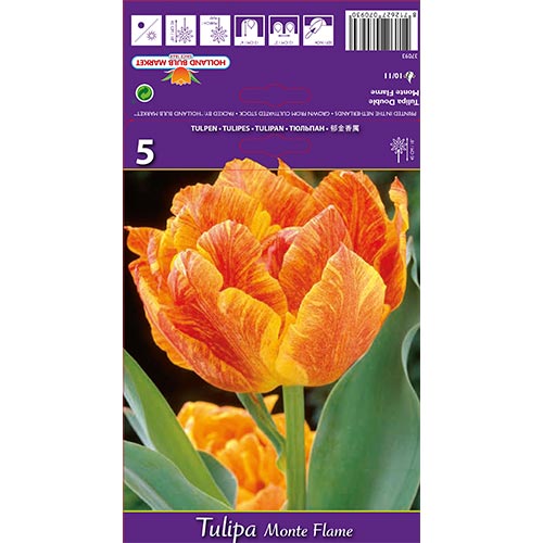 Tulipe Monte Flame - Bulbos: Ilość w opakowaniu: 5 bulbos