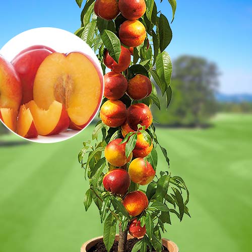 Nectarina columnar Fantasy , C2 - Plántulas: Ilość w opakowaniu: 1 plant