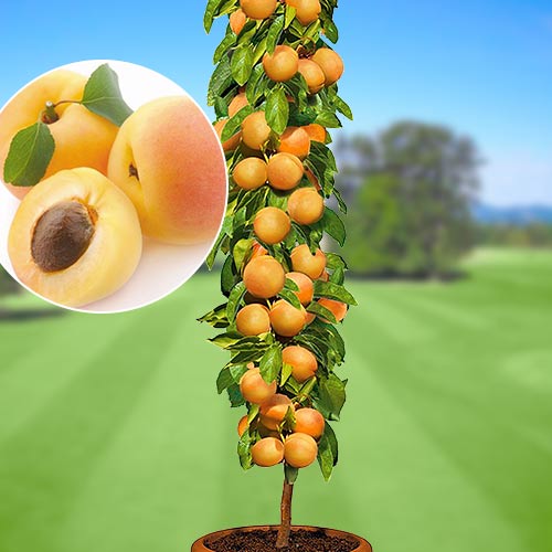 Albaricoque columnar Asian Pearl , C2 - Plántulas: Ilość w opakowaniu: 1 plant