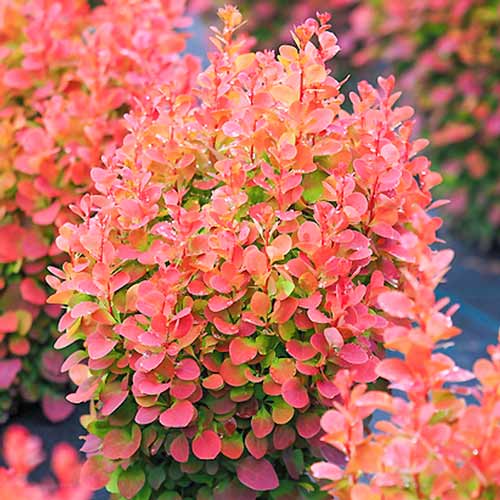 Agracejo Thunberga Red Chief, P9 - Plántulas: Ilość w opakowaniu: 1 plant