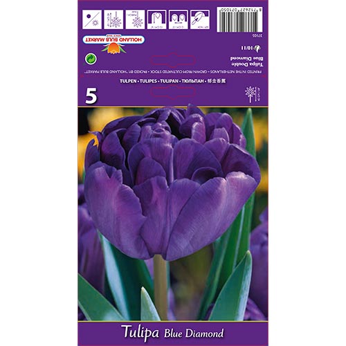 Tulipe Azul Diamante - Bulbos: Ilość w opakowaniu: 5 bulbos