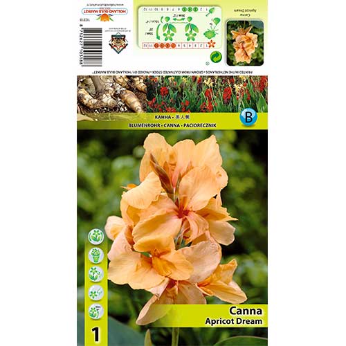 1 szt., Paciorecznik (Canna) Apricot Dream - Cebule: Ilość w opakowaniu: 1 szt.