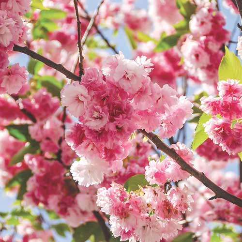 1 buc, Cireș japonez Pink Perfection - Răsaduri: Mod de ambalare: 1 buc