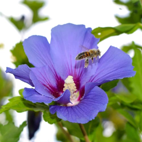 1 buc, Hibiscus Oiseau Blue, P9 - Răsaduri: Mod de ambalare: 1 buc