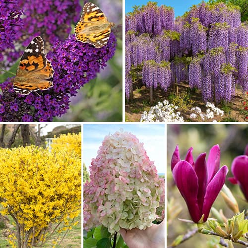 Ofertă specială! Plante ornamentale Grădina înfloritoare, set de 5 soiuri - Răsaduri: Mod de ambalare: 5 buc