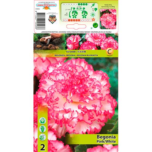 2 buc, Begonie Marmorata Pink/White - Bulbi: Mod de ambalare: 2 buc