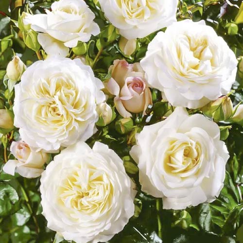 1 buc, Trandafir floribunda Ledreborg - Răsaduri: Mod de ambalare: 1 buc