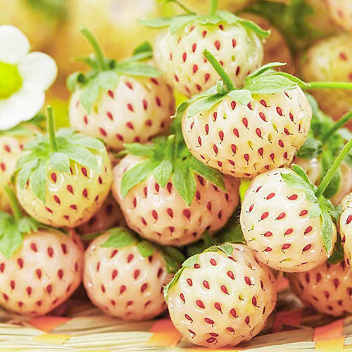 Jahoda Biela Pineberry - : Monžstvo balíkov: 1 sad