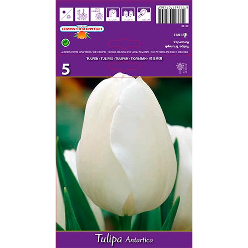 5 cib, Tulipán Antartica - : Monžstvo balíkov: 5 cib