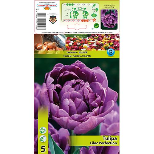 5 db, Tulipán Lilac Perfection - Hagymák: Mod de ambalare: 5 db