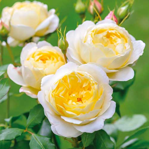 1 Pflanze(n), Rose Floral Fashion - Setzlinge: Ilość w opakowaniu: 1 Pflanze(n)