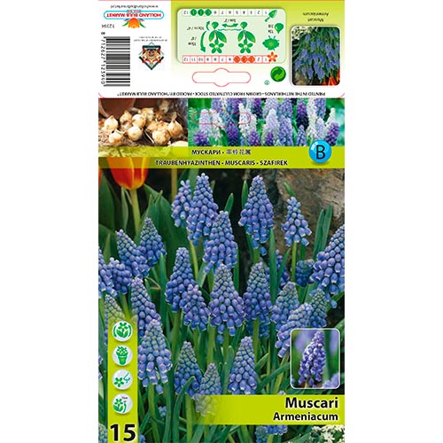 Muscari Armeniacum - Bulbos: Ilość w opakowaniu: 15 bulbe