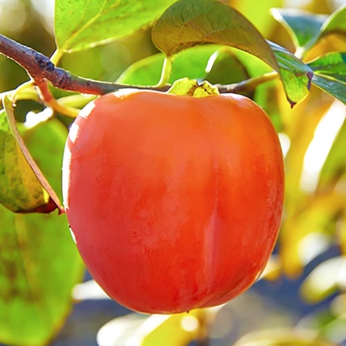 Kaki (Hurma oriental), С2 - Plântulas: Ilość w opakowaniu: 1 plant
