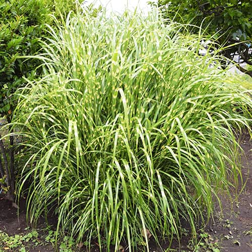 Miscanthus chino Zebrinus, P9 - Plántulas: Ilość w opakowaniu: 1 plant