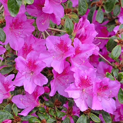 Azalea japonesa Konigstein, P9 - Plántulas: Ilość w opakowaniu: 1 plant
